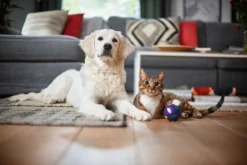 Philips Performer Silent Beutel Staubsauger, Allergiefilter, 99.9 % Staubaufnahme, 750 W, Rot (FC8784/09) -Rowenta || Bosch Verkäufe 61aa25490620582b38c65594b7bb9ff5